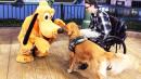 Service Dog Atlas Meets Pluto During Trip to Disney World