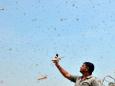 450 billion locusts have been killed this year, but devastating swarms still ravage Africa, India and the Middle East