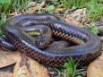 A rare, 'cryptic' rainbow snake was spotted in a Florida forest for the first time since 1969