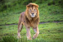 North Carolina Animal Sanctuary 'Devastated' by Death of Intern Mauled by Lion