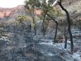 Backpacker burning toilet paper started 2019 wildfire at Grand Canyon, officials say
