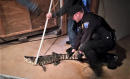 Police find 25-year-old alligator in basement of Ohio home