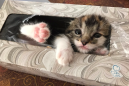 Lost kitten finally found hanging out in tissue box