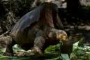Giant tortoise Diego, a hero to his species, is home