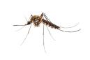Why are scientists creating genetically modified mosquitoes?