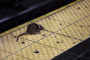 Starving, angry and cannibalistic: America's rats are getting desperate amid coronavirus pandemic