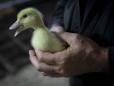 New York City lawmakers pass bill banning sale of foie gras