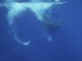 Humpback whale entangled in 285ft of rope freed by rescuers off coast of Hawaii