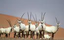 Oman opens sprawling oryx reserve to ecotourists