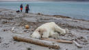 Polar Bear Killed After Attacking Cruise Ship Worker In Arctic