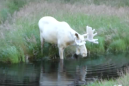 A rare white moose has been spotted and if you wanna freak out, that's cool