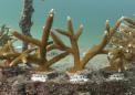 Report sounds an alarm on ongoing decline of US coral reefs
