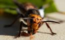 Asian murder hornets: Scientists discover first nest in US