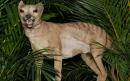 Tasmanian tiger was 'doomed by poor DNA' long before it was wiped out by hunting, scientists say
