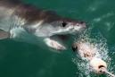 Video Captures Great White Shark Feeding On Whale Carcass