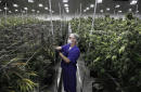 Nevada pot sites stock, check bud before legal sales fire up