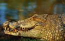 Zimbabwean girl, 11, says she poked crocodile's eyes to save friend's life