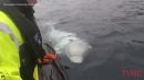 Norwegian Officials Are Worried This Beluga Whale Escaped From the Russian Military