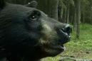 Scary video shows a bear charging a dog in Alaska