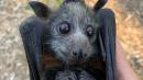 Australian Bushfires and Heat Are Killing Flying Foxes by the Thousands