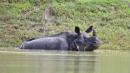 Assam flooding: Several rare rhinos die in India's Kaziranga park