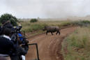 Only rhino to survive Kenyan relocation is attacked by lions