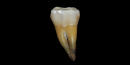 A tooth offers evidence modern humans reached Europe earlier than previously thought