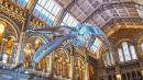 Natural History Museum unveils Dippy's replacement, a giant blue whale called Hope