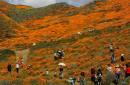 California poppies: City declares public safety crisis after 'super bloom apocalypse'
