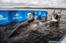 At more than 3,500 pounds, this great white shark is swimming off New Jersey coast