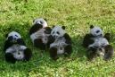 Happiness and Harmony: 'Big step forward' as twin pandas grow