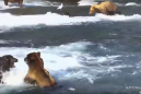 Giant bear 747 gets walloped in a gnarly bear cam fight