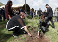 Olive tree with soil from Ethiopia crash site unites mourners