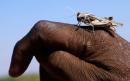 Al Shabaab shoot locusts with machine guns as Somalia battles biggest swarms in 25 years