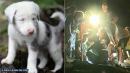 Rescue of deaf puppy stuck in hole for 30 hours draws thousands