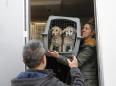 46 dogs, saved from slaughter, arrive in NY from South Korea