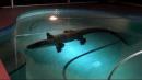Florida man finds 11-foot alligator swimming in his pool