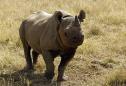 Black rhino to return to Chad after South Africa deal