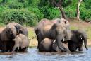 Elephants are dying by the hundreds in Africa, experts say. Nobody knows why