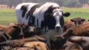 Knickers The Giant Steer Has The Internet Saying, 'Holy Cow!'