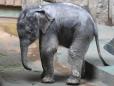 Baby Elephant Dies At Zoo After Mother Rejects Her
