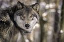 Gray wolf found illegally shot and killed in Grand Teton National Park, officials say