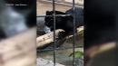 Jaguar attacks woman taking selfie at Arizona zoo