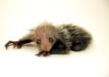 Endangered Lemur Newborn Is So Ugly It's Cute