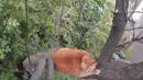 Cat Chased Up a Tree by Dog, Rescued 3 Days Later
