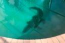 Gigantic 7-foot alligator finds a new home in a nice suburban pool