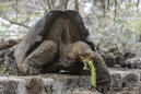 Correction: Galapagos-Extinct Turtle story