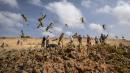 What the massive locust swarm in Africa and the Middle East means to the US
