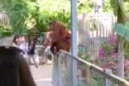 Orangutan climbs out of enclosure while rescuing her baby