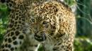 Coronavirus: The leopard on India's streets and other claims fact checked